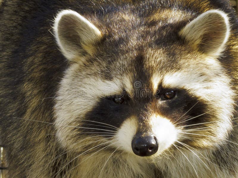 Close up of a Raccoon