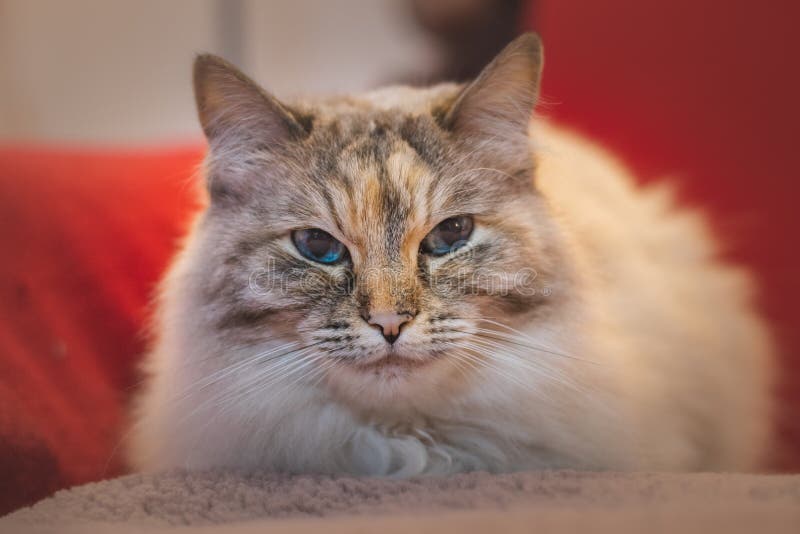 Close up of Ragdoll and her blue eyes. Domestic cat resting on a red couch. Sleeping of the family`s furry pet.