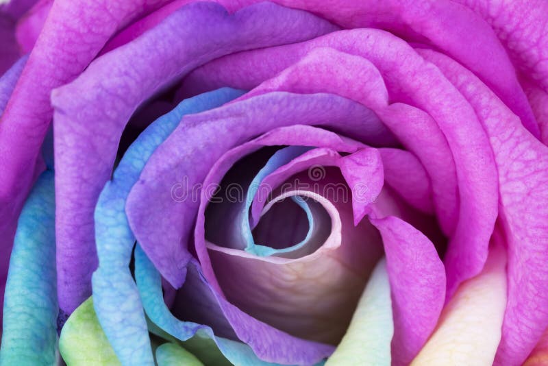 rainbow flower wallpapers