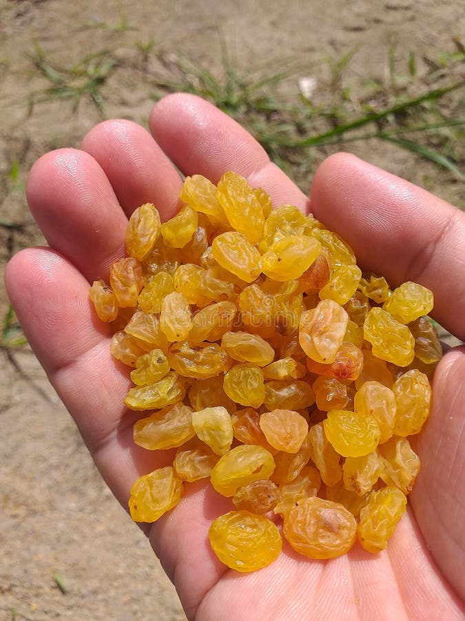 Close up of raisins stock photo. Image of raisins, superfood 249494296