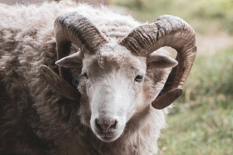 A close-up of a ram with its one powerful horn. Goat black white cartoon stock images, royalty-free photos and pictures