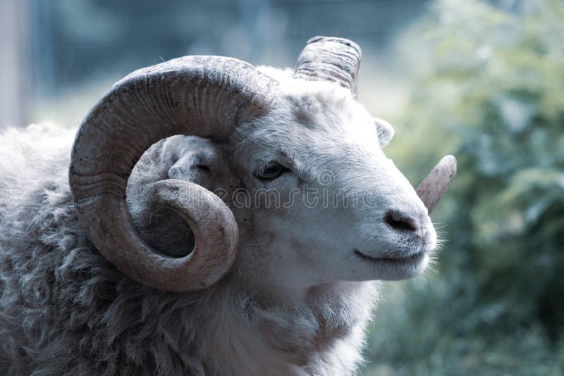 A close-up of a ram with its one powerful horn. Goat black white cartoon stock images, royalty-free photos and pictures