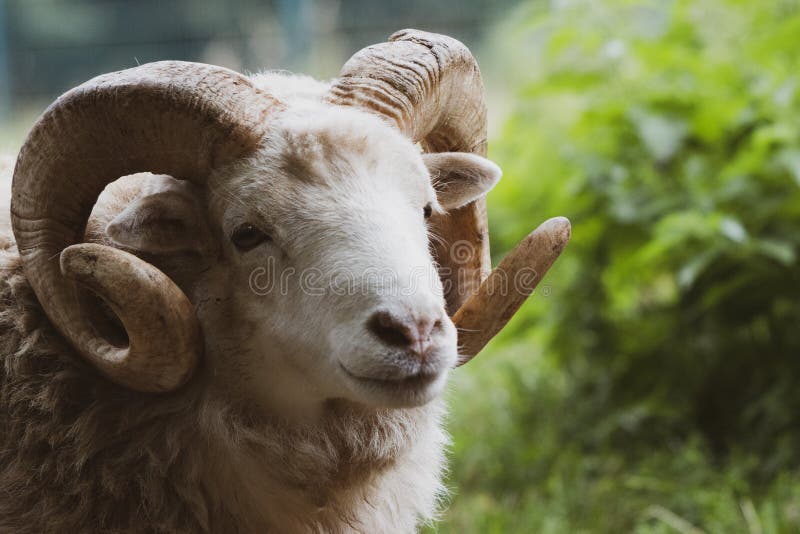 A close-up of a ram with its one powerful horn. Goat black white cartoon stock images, royalty-free photos and pictures