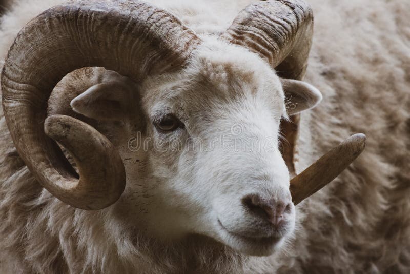 A close-up of a ram with its one powerful horn. Goat black white cartoon stock images, royalty-free photos and pictures