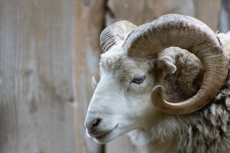 A close-up of a ram with its one powerful horn. Goat black white cartoon stock images, royalty-free photos and pictures