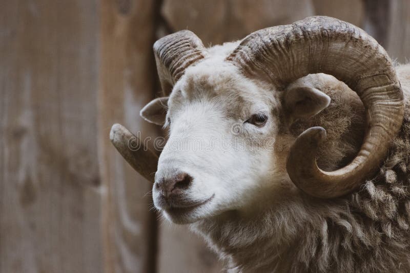 A close-up of a ram with its one powerful horn. Goat black white cartoon stock images, royalty-free photos and pictures
