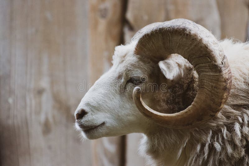 A close-up of a ram with its one powerful horn. Goat black white cartoon stock images, royalty-free photos and pictures