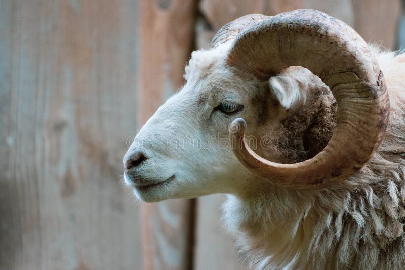 A close-up of a ram with its one powerful horn. Goat black white cartoon stock images, royalty-free photos and pictures