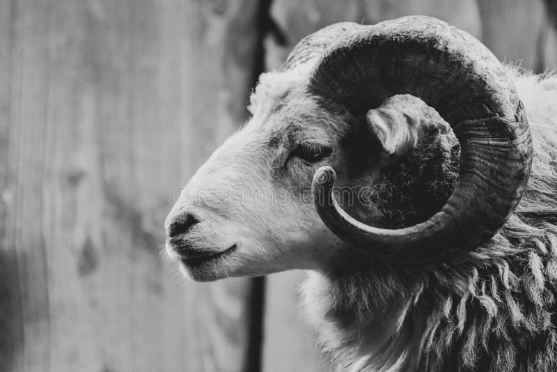 A close-up of a ram with its one powerful horn. Goat black white cartoon stock images, royalty-free photos and pictures