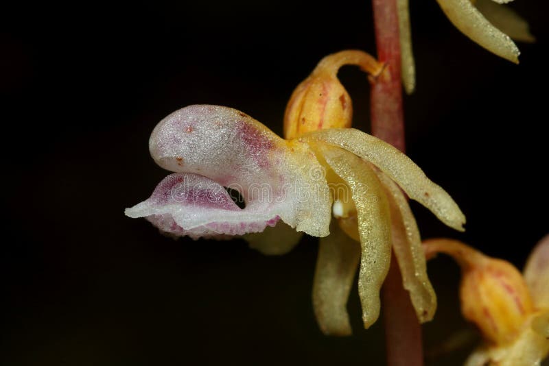 A close-up of a rare European Ghost orchid, Epipogium aphyllum flower