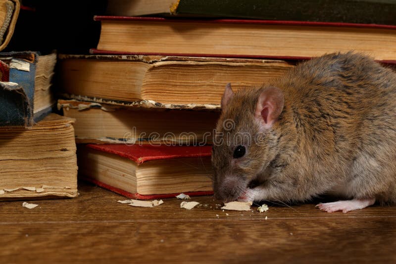 Close-up the rat chewing paper near pile of old books in the library