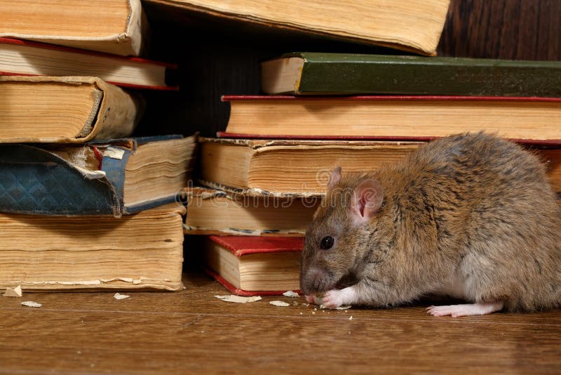 Close-up the rat chewing paper near pile of old books in the library.