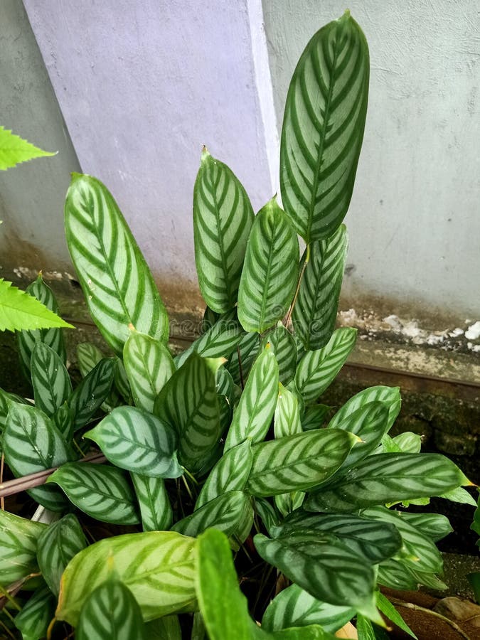 Close Up of Rattlesnake Plant Stock Image Image of decoration