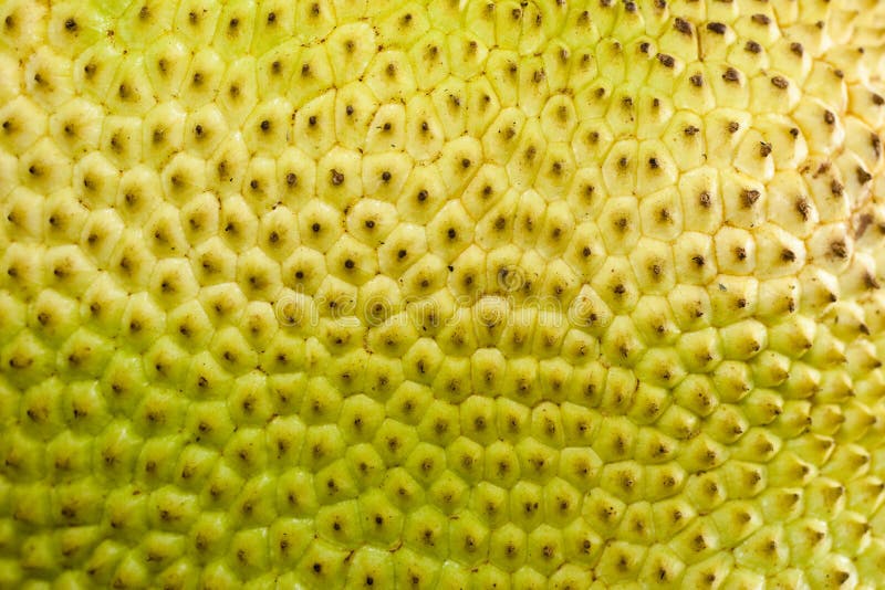 A close-up of a raw fruit jackfruit