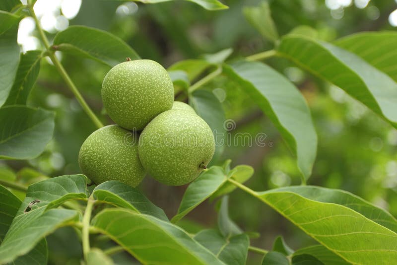 walnut and green
