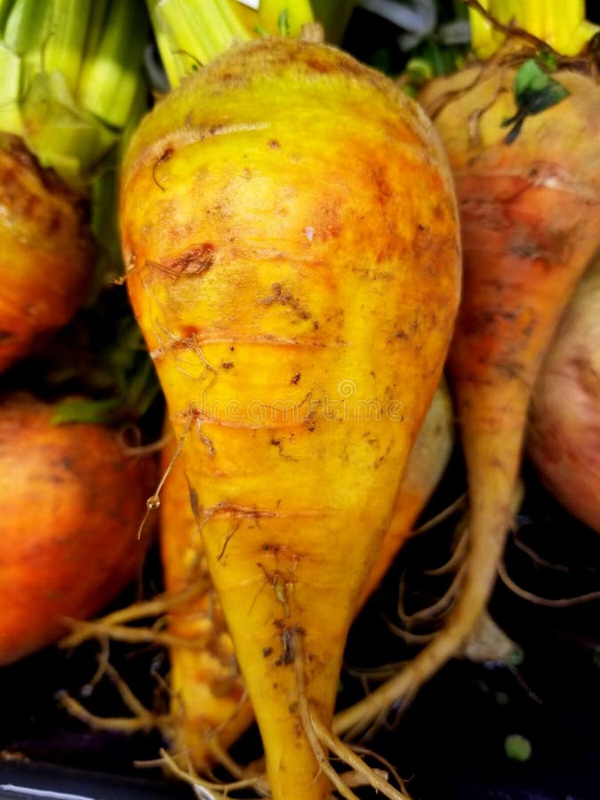 A Close Up of the Raw and Organic Golden Beets Stock Photo Image of