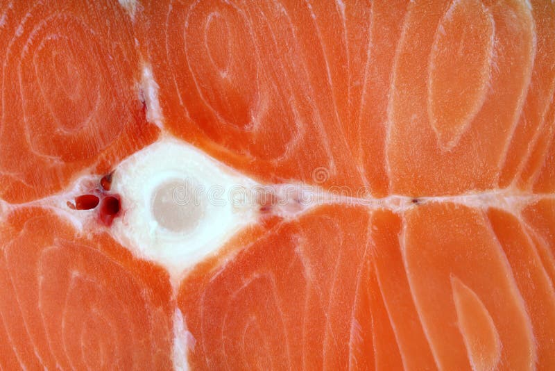 Closeup Raw Salmon with Bone Stock Photo Image of closeup, seafood 31871204