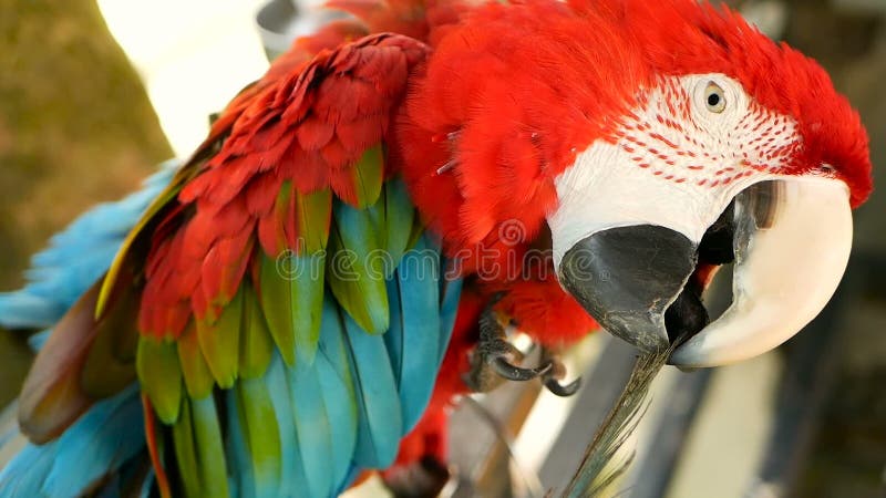 Close up of Red Amazon Scarlet Macaw parrot or Ara macao, in tropical jungle forest. Wildlife Colorful portrait of bird