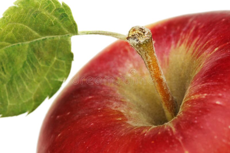 Close-up of fresh red apple on white background. Close-up of fresh red apple on white background