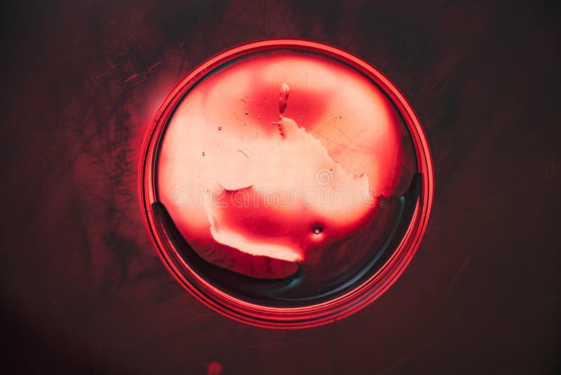 Close-up of red backlit petri dish growing tiny organisms stock photos