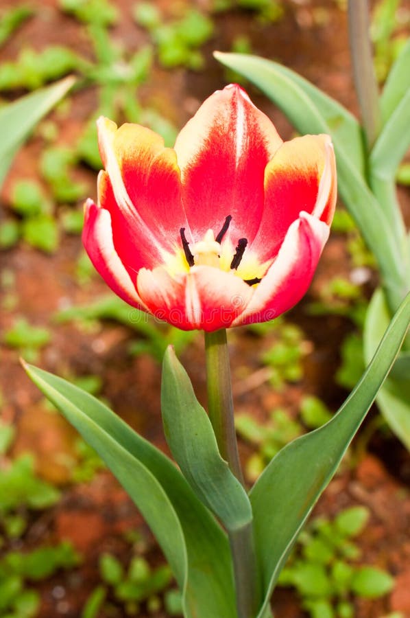 Close-up of red beautiful tulip