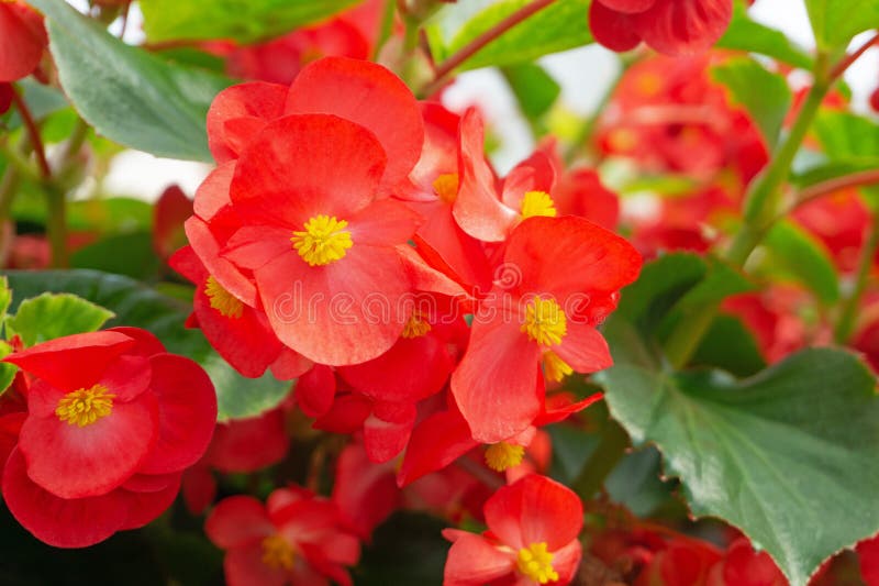 wax begonia red wax begonia red