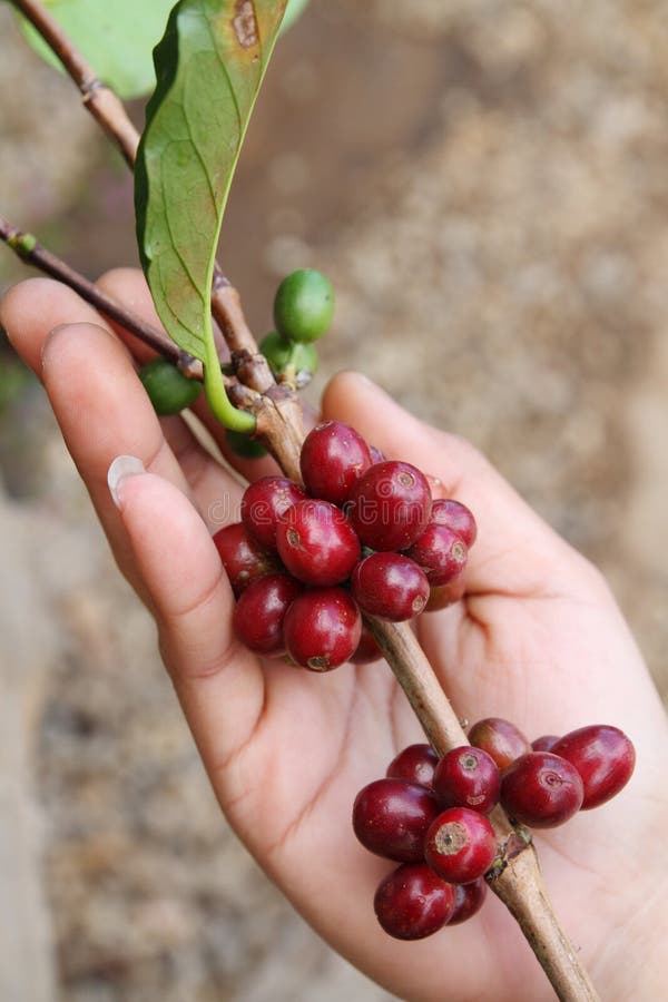 Close up red berries coffee beans.