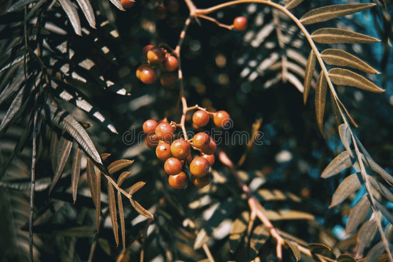 Close-up of red berries and leaves of schinus molle stock image Close-up of red berries and leaves of schinus molle stock image