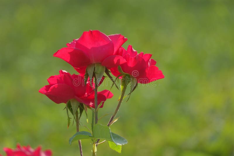 China rose flowers stock photo. Image of china, close 185859556