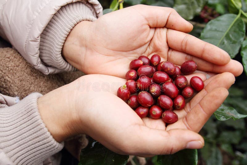 Close up red coffee beans