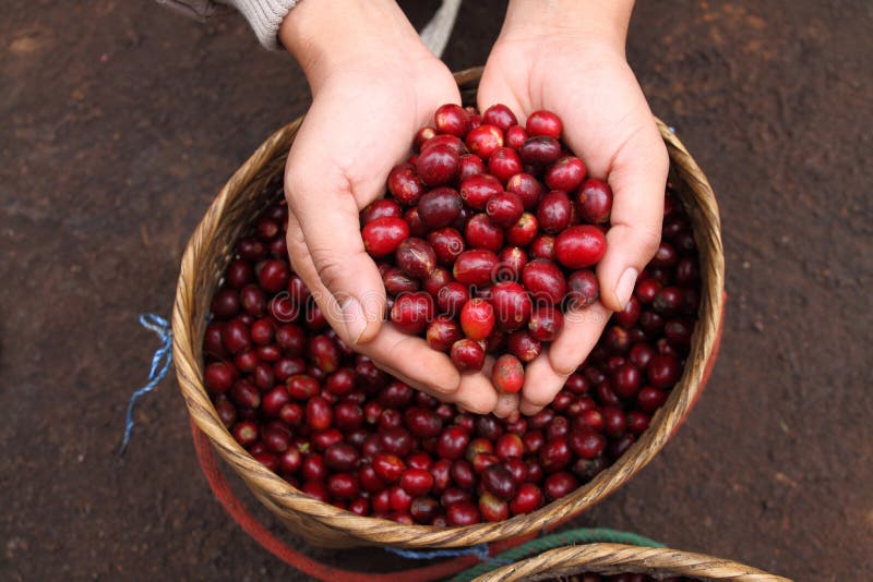 Close up red coffee beans on agriculturist hand.