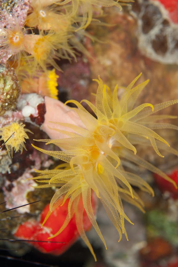 Close-up of a Red cup coral at night.