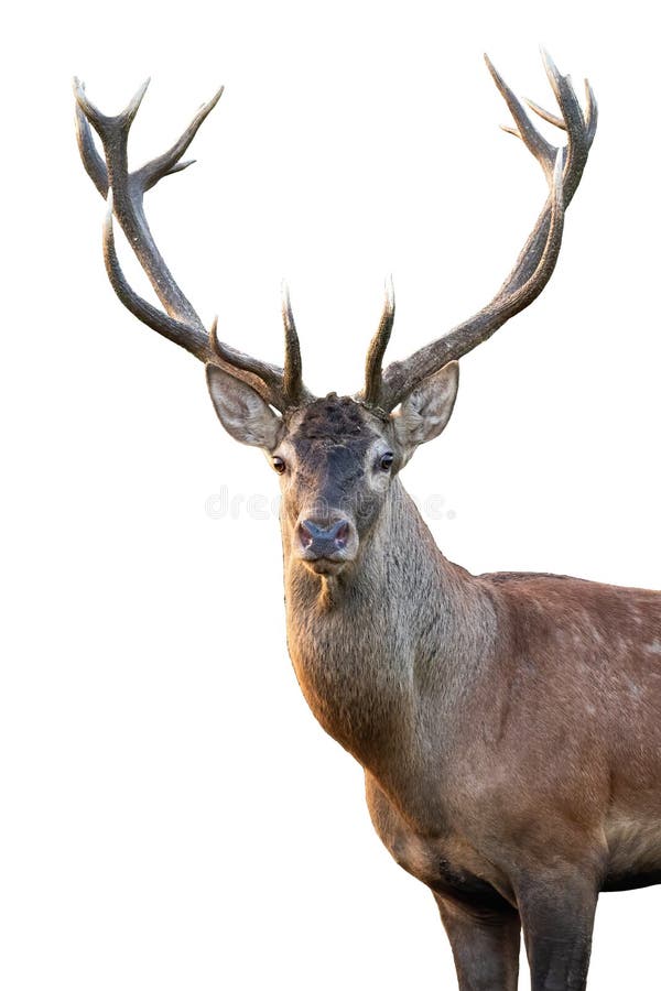 Close-up red deer stag head with antlers in summer isolated on white background