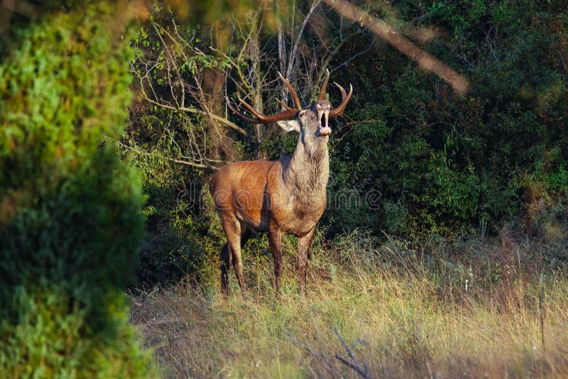 Red deer in rutting season royalty free stock images Red deer in rutting season royalty free stock images