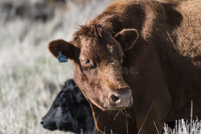 1 665 Red Male Cow Photos Free Royalty Free Stock Photos From Dreamstime 1 665 Red Male Cow Photos Free Royalty Free Stock Photos From Dreamstime