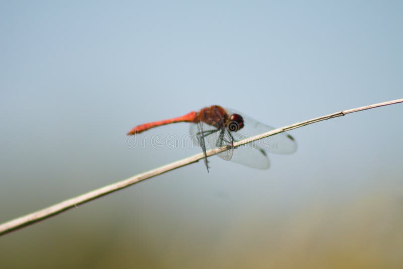 Closeup of red dragonfly side view with selective focus on foreground and blue sky on background royalty free stock photography