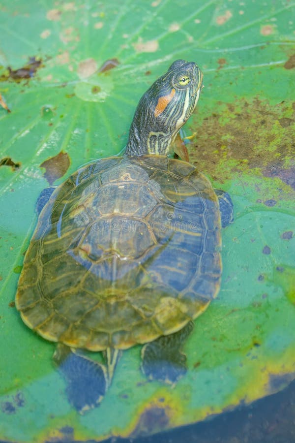 RedEared Slider stock photo. Image of reptile, water 154787870