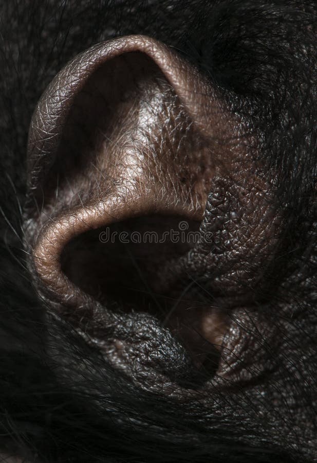 Closeup of Redfaced Spider Monkey Ear Stock Photo Image of monkey, side 16562258