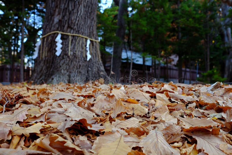 Red Falling Maple Leaves with Defocused Holly Tree. stock images