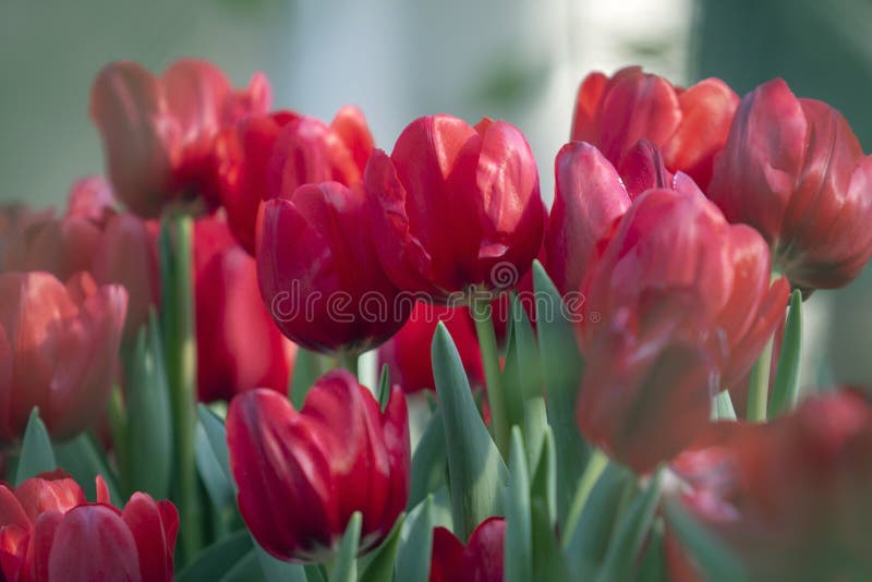 Close up Red flower in garden