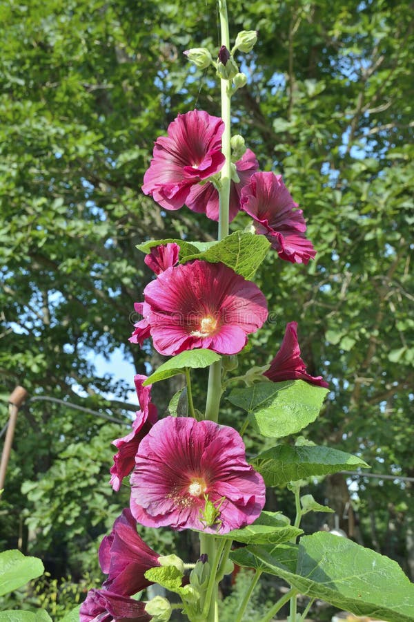 Flowers of mallow 15 stock photo. Image of nature, vibrant 113289614