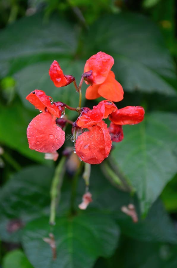 Closeup of Red Garden Bean Flowers Stock Image Image of bushes