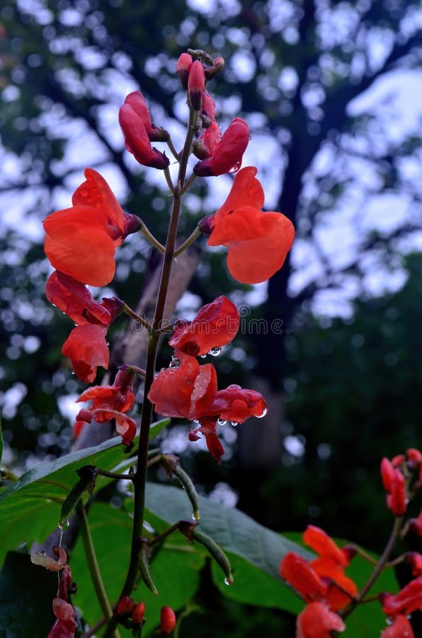 Closeup of Red Garden Bean Flowers Stock Image Image of green
