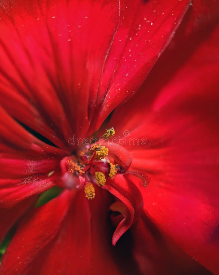 Close up of a red geranium flower royalty free stock photo