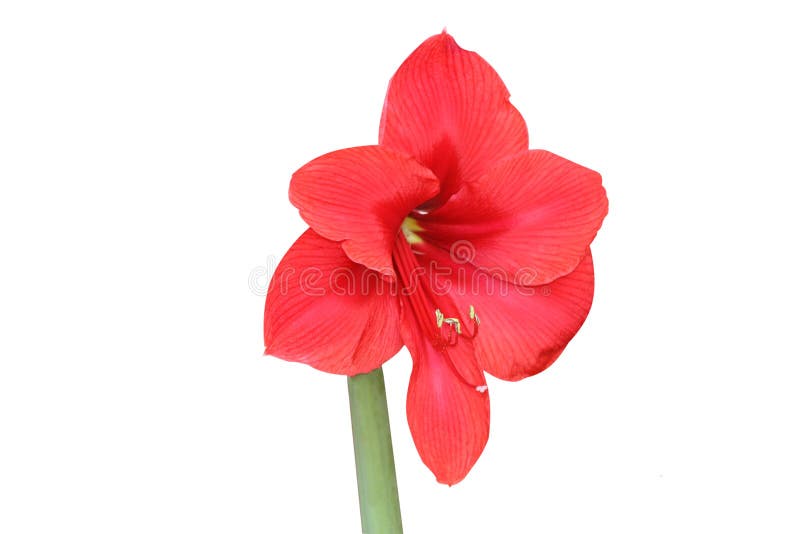 Red hippeastrum ,Red amaryllis flower blooming