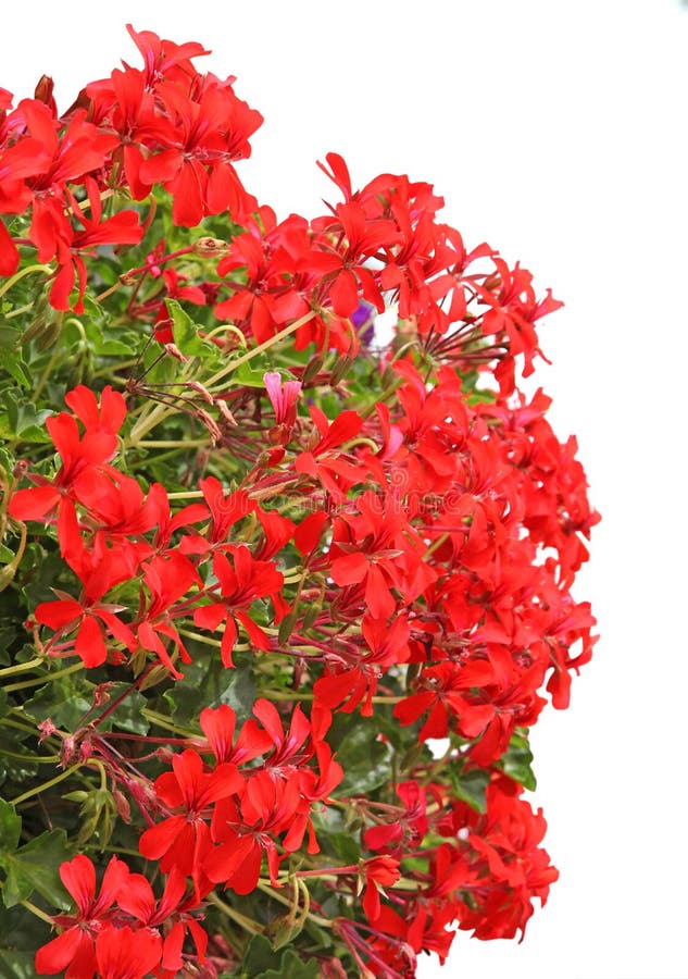 Close up of red ivy geranium stock images