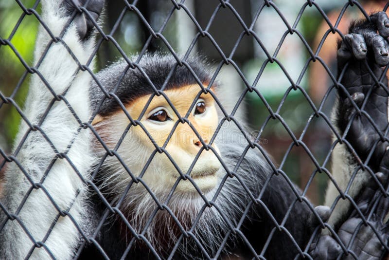 Close Up Red Langur Monkey in Zoo Cage Stock Image Image of endangered, black 60122505