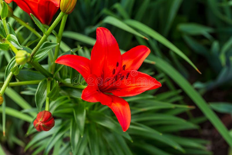 Close up of a red lily in the side garden