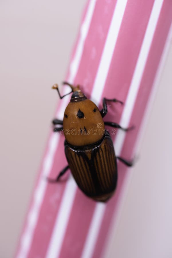 Close up of a red palm weevil insect stock images