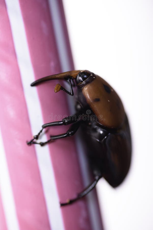 Close up of a red palm weevil insect royalty free stock image